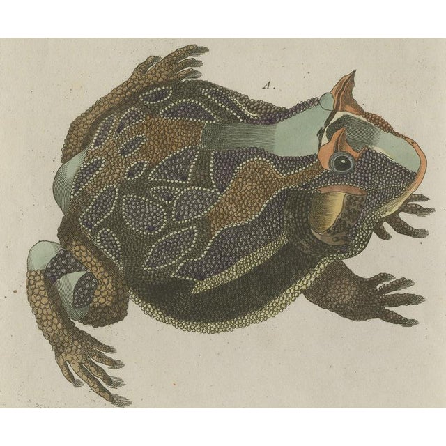 Antique South American Horned Frog, 1798 For Sale - Image 4 of 10
