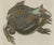 Antique South American Horned Frog, 1798 For Sale - Image 4 of 10