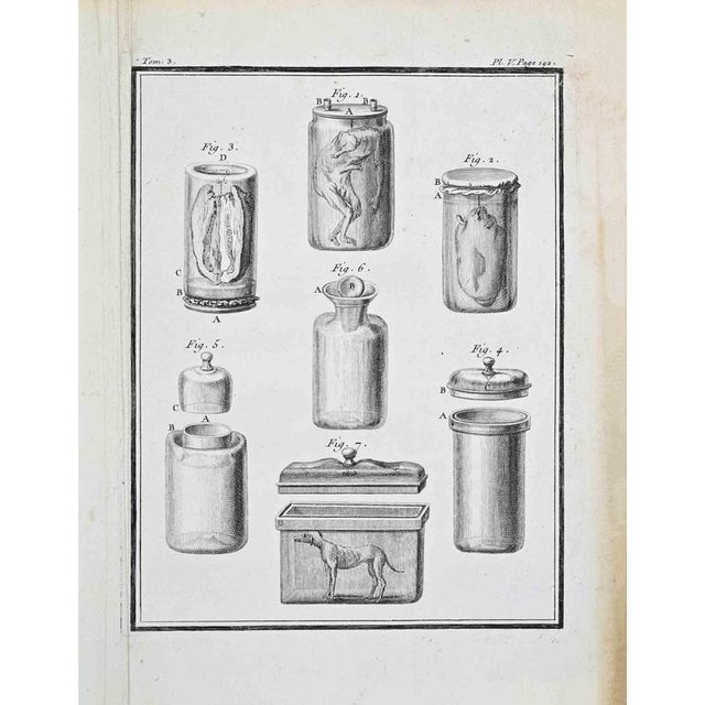 Plate from buffon's histoire naturelle, générale et particulière tome iii, plate v, page 202 paris: imprimerie royale,...