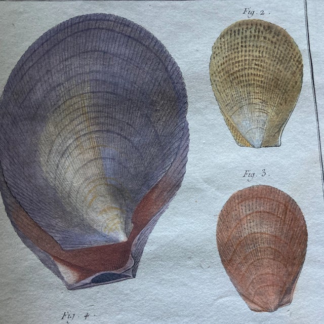 Set of 19th Century French Colored Shell Engravings For Sale - Image 12 of 12