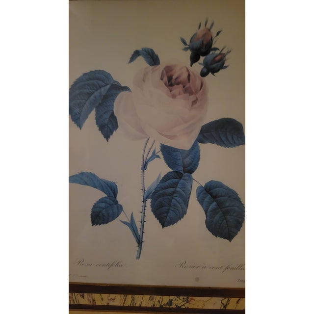Illustration After Pier Joseph Redoute Pair of Framed Botanic Rose Prints For Sale - Image 3 of 12