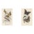 1896-97 Set of 2- Antique Butterfly Botanical Chromolithographs For Sale
