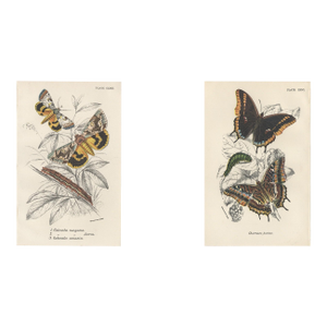 1896-97 Set of 2- Antique Butterfly Botanical Chromolithographs