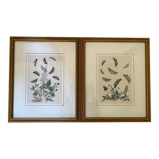 Pair of Antique Framed Butterfly Prints For Sale