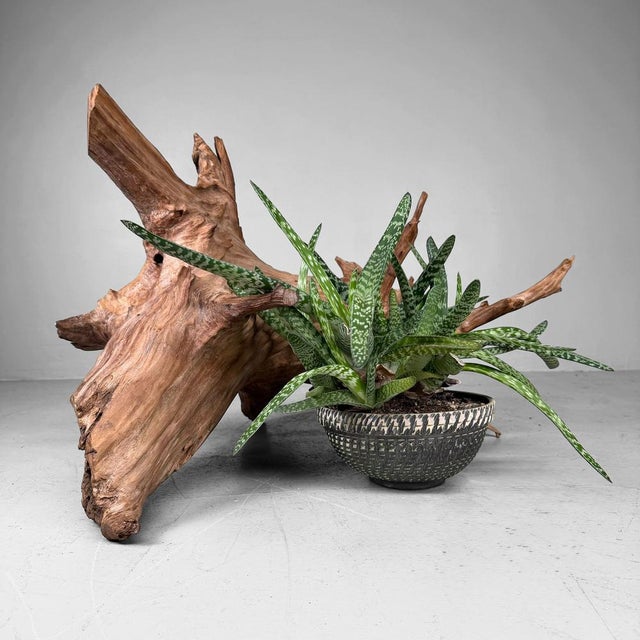 Japanese Koboku Root Wood Sculpture, 1960s For Sale - Image 9 of 13