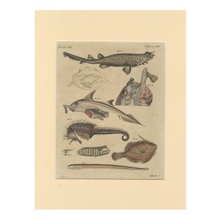 Bertuch, Seahorse, Frilled Shark & Curious Fish, 1821, Engraving For Sale