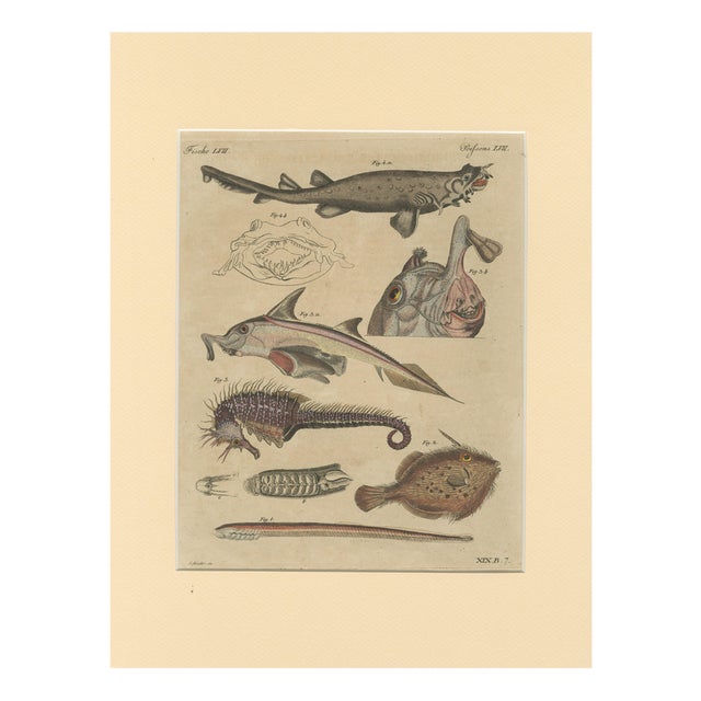 Bertuch, Seahorse, Frilled Shark & Curious Fish, 1821, Engraving For Sale