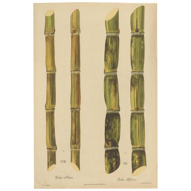 Sugarcane, 1892, Paper For Sale - Image 10 of 10