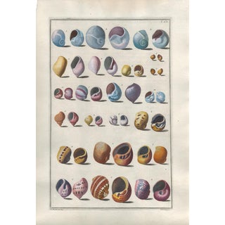 Mid 18th Century "Shells" Engraving After Nicolai Gaultieri For Sale