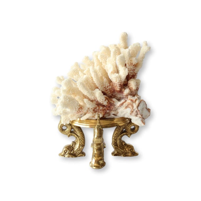 Midcentury coral specimen beautifully displayed on an ornate heavy brass stand featuring dolphin motifs. The natural...