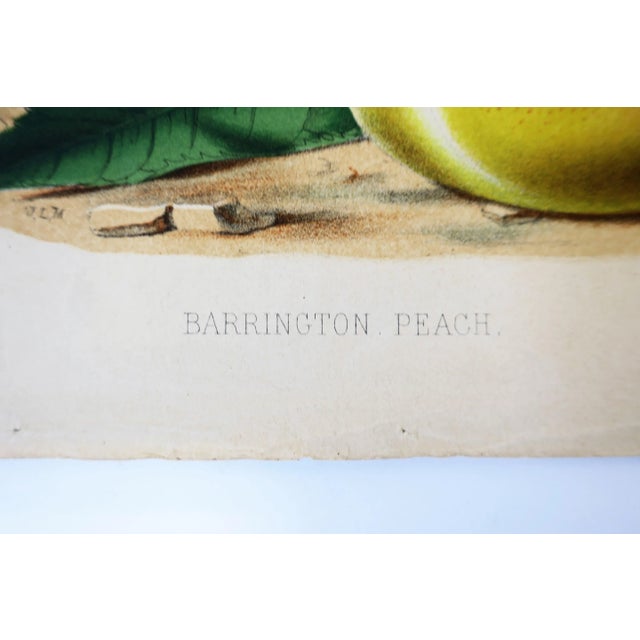 European Fruit Peach Botanical Wall Art Chromo, circa 19th Century For Sale In New York - Image 6 of 8