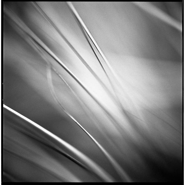 Not Yet Made - Made To Order Paul Cooklin, Grass #II, Edition of 50 For Sale - Image 5 of 5