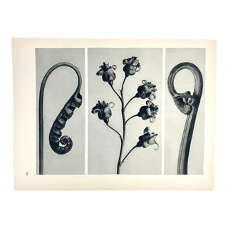 Antique Botanical Blossfeldt Print - No. 34 For Sale