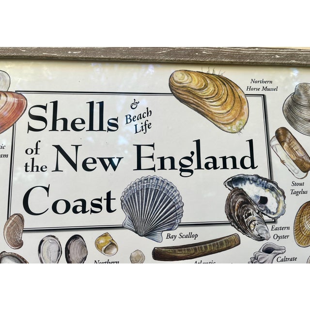 Museum quality, lithographed poster depicting 116 species of shells, both Common and exotic, found around the New England...