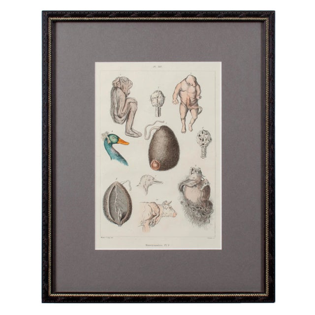 Monstruosites, Engravings From Isidore Geoffrey Sainte-Hilaire, Paris C. 1832 - Set of 4 For Sale - Image 9 of 13