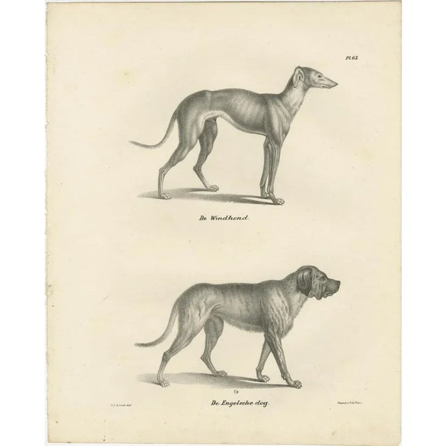 Paper Greyhound and English Mastiff in Detail, 1836, Lithograph For Sale - Image 7 of 11