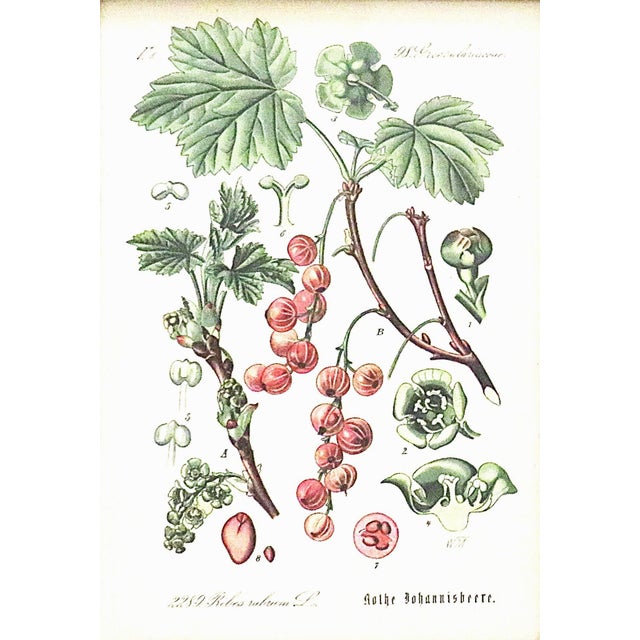 Victorian Set of 5 Antique Botanical Prints Framed Floral Flowers For Sale - Image 3 of 7