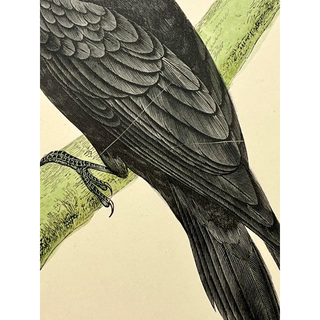 Paper Antique Hand Tinted Bird Print From England Featuring a Majestic Black Woodpecker - Circa 1880 For Sale - Image 7 of 12