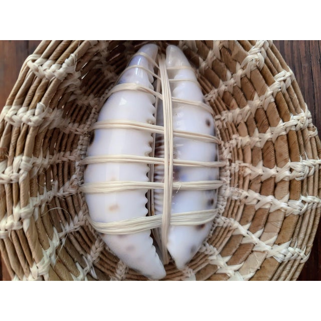 Turtle Cowrie Seashell Figurine Wall Art For Sale - Image 4 of 8