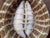 Turtle Cowrie Seashell Figurine Wall Art For Sale - Image 4 of 8
