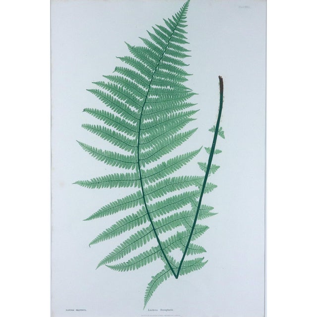 Henry Bradbury Nature-Printed Fern Botanical Prints, Set of Four, Framed For Sale - Image 16 of 18