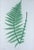 Henry Bradbury Nature-Printed Fern Botanical Prints, Set of Four, Framed For Sale - Image 16 of 18