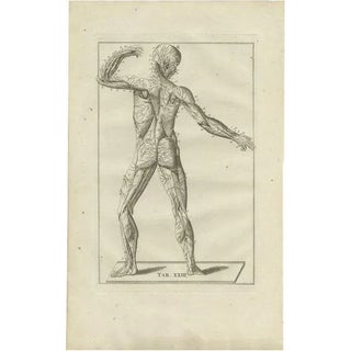 Bartolomeo Eustachi, Anatomy Illustration of the Muscular and Nervous System, 1798, Print For Sale