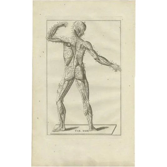 Bartolomeo Eustachi, Anatomy Illustration of the Muscular and Nervous System, 1798, Print For Sale