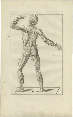 Bartolomeo Eustachi, Anatomy Illustration of the Muscular and Nervous System, 1798, Print