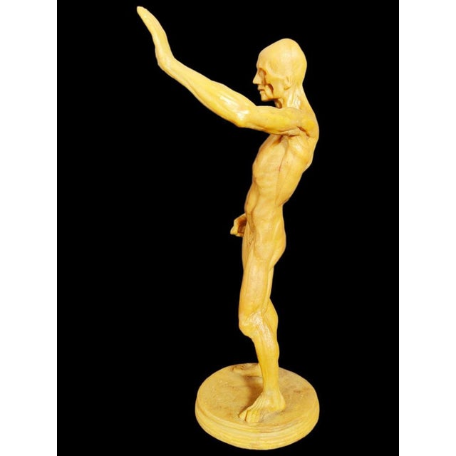 Anatomical Wax Model, 18th Century For Sale - Image 9 of 14