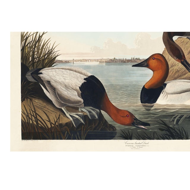 Canvas Backed Duck, Vintage Art Print Reproduction From Birds of America by John James Audubon, 48″ × 32″ For Sale - Image 9 of 11