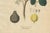 Siphonia Elastica, 1800s, Paper For Sale - Image 5 of 10