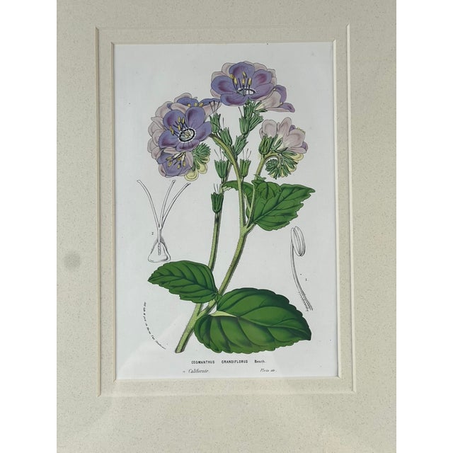 This elegant vintage botanical print by Trowbridge features “Cosmanthus grandiflorus,” after the work of celebrated 19th...