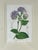 This elegant vintage botanical print by Trowbridge features “Cosmanthus grandiflorus,” after the work of celebrated 19th...
