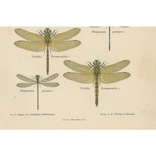 Dragonfly & Damselfly Lithographs by Richard Tümpel, 1908, Set of 3 For Sale - Image 9 of 14