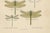 Dragonfly & Damselfly Lithographs by Richard Tümpel, 1908, Set of 3 For Sale - Image 9 of 14