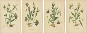 A Study of Ophrys Species, 1904, Paper, Set of 4