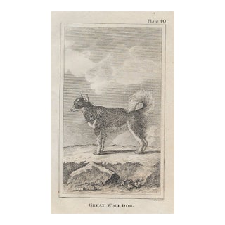 18th Century Great Wolf Dog Antique Engraving For Sale