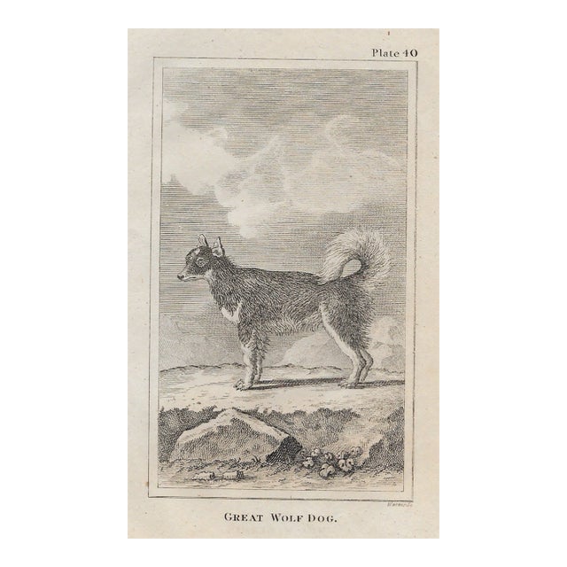 18th Century Great Wolf Dog Antique Engraving For Sale