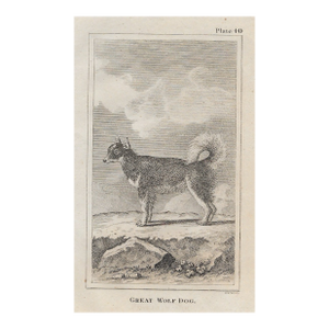 18th Century Great Wolf Dog Antique Engraving