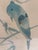 Large Vintage Framed “Blue Bonnet” Parrots Framed Fine Art Print For Sale - Image 4 of 8