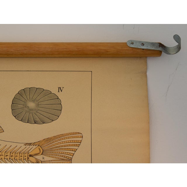 1960s Physiology of Fish School Chart, 1960s For Sale - Image 5 of 6
