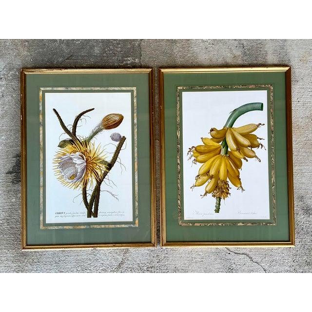 Vintage Ehret Botanical Plates - Set of 2 For Sale In West Palm - Image 6 of 12