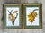 Vintage Ehret Botanical Plates - Set of 2 For Sale In West Palm - Image 6 of 12