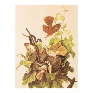 1966 Vintage Farmhouse Cottage Print "Brown Thrasher" After John James Audubon