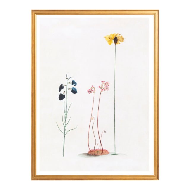 Illustration Celerie Kemble Curated Australian Botanical III (24x30) in Gold Frame For Sale - Image 3 of 4