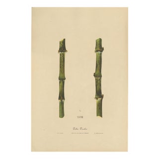 Sugarcane, 1892, Paper For Sale