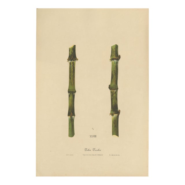 Sugarcane, 1892, Paper For Sale