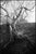 Paul Cooklin, Tree Branches, Edition of 50 For Sale - Image 7 of 7