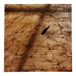 Peter C. Jones 1, Dragonfly, Large Format Photo 24X20 Color Photograph Beach House, 2004 For Sale